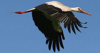 Crazy Storks Stork