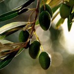 Olive
