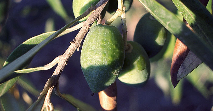 Olive