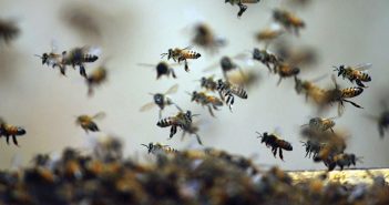 Will the Honeybee Survive? Flight of the honeybees. (Doron Zucker)